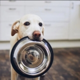 How long can Dogs go without Food