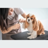 How to Become a Dog Groomer?