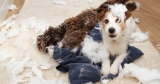 How to Cure Separation Anxiety in Dogs