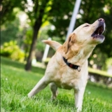 How to Get Dog to Stop Barking