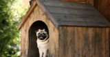 How to Kennel Train a Dog
