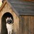 How to become a Dog Trainer