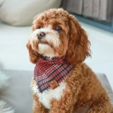How to Make a Dog Bandana