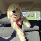How to Remove Dog Hair from Car