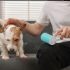 Is Blue Buffalo a Good Dog Food