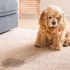 How to Train a Puppy to Use a Pee Pad