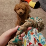How to Sanitize Dog Toys