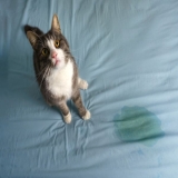 How to Stop Cat from Peeing on Bed