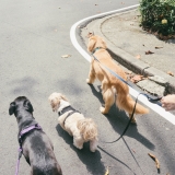 How to Stop Dog from Pulling on Leash