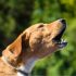 How long can Dogs go without Food