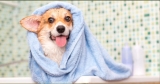 How to Take Care of a Dog