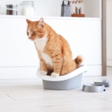 How to Train a Cat to Use a Litter Box