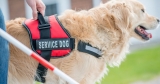 How to Train your Dog to be a Service Dog