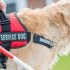 How to Kennel Train a Dog