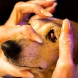 How to Treat Cherry Eye in Dogs Without Surgery