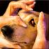 How to Train a Puppy to Use a Pee Pad