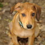 How to Treat Dog Ear Hematoma at Home