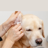 How to Treat Dog Ear Infection Without Vet