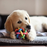 How to Treat Dry Skin on Dogs