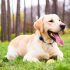 What is Chicken Meal in Dog Food?