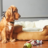 How to Wash Dog Bed