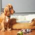 Best Life Vest for Dogs