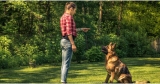 How to become a Dog Trainer