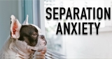 How to fix Separation Anxiety in Dogs