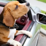 How to get Dog Hair out of Car?