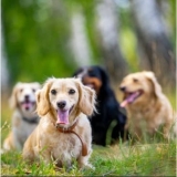 What Dog Breed Lives The Longest?