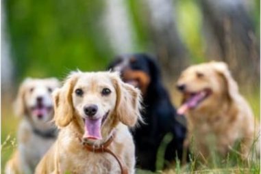 What Dog Breed Lives The Longest?