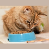 What Foods Can Cats Eat