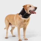 What is an Elizabethan Collar for Dogs?