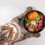 What is the Best Cat Food