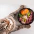 What Foods Can Cats Eat