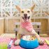 How to Cure Separation Anxiety in Dogs