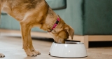 What is the Best Dog Food for Dogs with Allergies