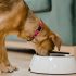 What’s a Good Dog Food for Pitbulls