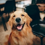 What is the Biggest Dog Breed