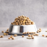 What to Feed Stray Cats
