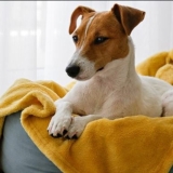 Why Do Dogs Scratch Their Beds?