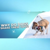 Why Do Dogs Shake Their Toys?
