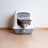 Why is My Cat Laying in the Litter Box?