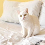 Why is My Cat Urinating on the Bed?
