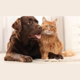 best pet odor remover for carpet