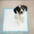 How to Remove Pet Hair from Couch